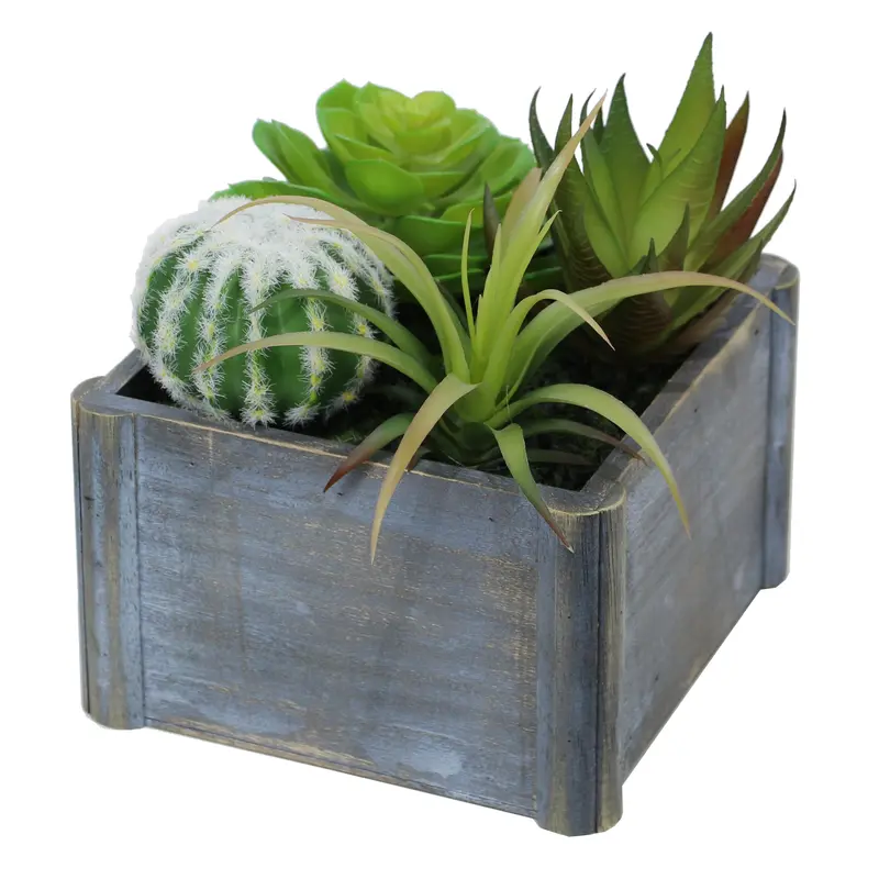 Assorted Live Succulents In Ceramic Pot 1