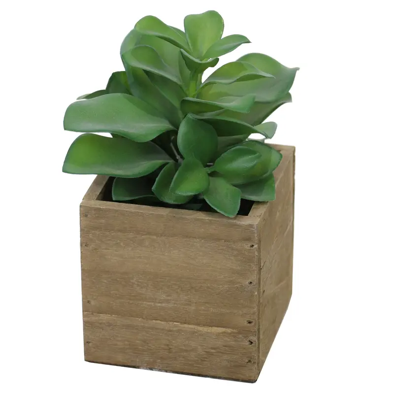 Minimalist Single-Leaf Indoor Plant 1