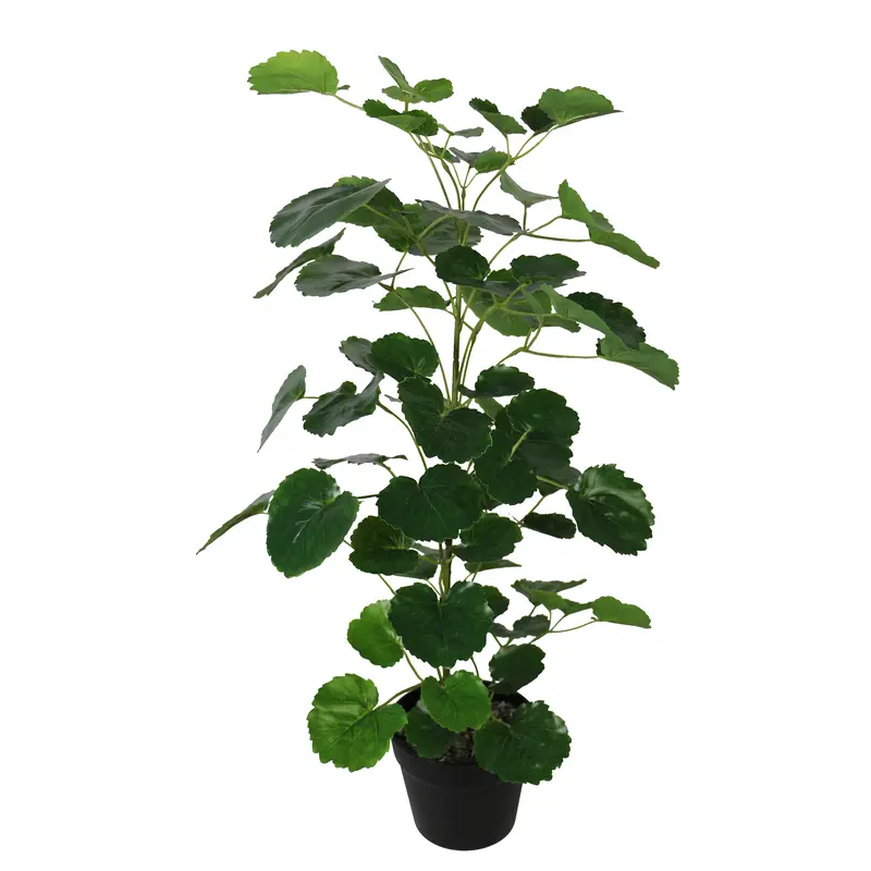Natural Pocket Money Tree – Live Indoor Plant 1